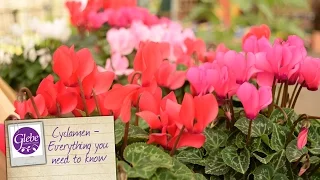 Cyclamen -  Everything you need to know