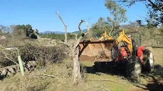 Arrancando  los olivos a un vecino