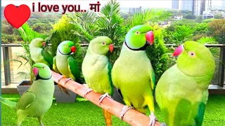 Ringnaeck parrot talking video | Parrot sounds | Tanishu Singh Miniature | @ParroTube