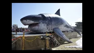 Megalodons Caught on Camera & Spotted In Real Life!