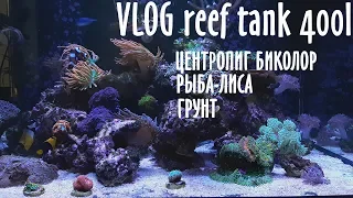 VLOG reef tank 400L.  Центропиг биколор.  Рыба лиса.  Грунт.