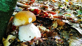 За грибами в Польський лiс