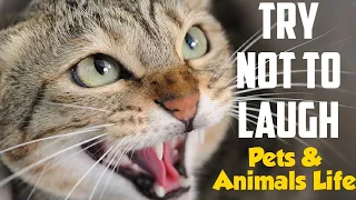 You laugh 2 times, you lose - Pets Edition #89 💢 KiKi Pets