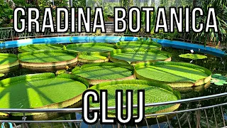 (4K) Gradina Botanica din Cluj-Napoca - Agava inflorita