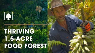 Incredible 1.5-Acre Permaculture / Syntropic Food Forest with Over 250 Plant Species