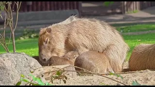 🍼Детеныши капибары пьют молоко