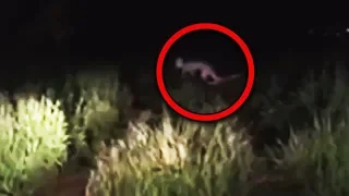 Top 10 Most Scary Creatures Accidentally Caught On Tape