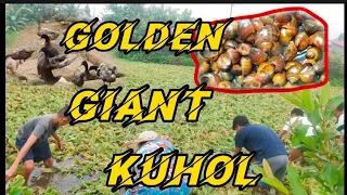 HARVESTING KUHOL SOBRANG DAMI #richfalcontv #kalingaprab #ofw #farming #fishing #duck