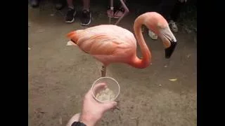 Feeding the Flamingos at San Diego Zoo's Backstage Pass