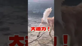 【シェパードとゴールデンレトリバー】大型犬が2匹で走り回ると迫力あるねぇ～❣️#ジャーマンシェパード #シェパード #大型犬 #Shorts