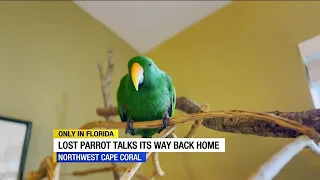 Talking parrot that escaped Cape Coral home talks his way back to owner
