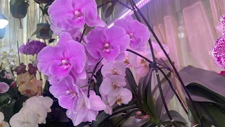 Долгоцветущие орхидеи в моей коллекции.