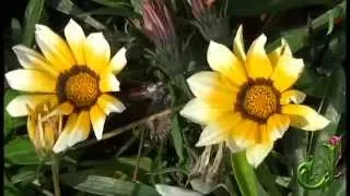 Beautiful flower - False blister beetle feeding on a Chrysanthemum