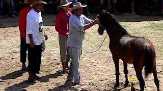 LLANERO AUTENTICO MONTA Y DOMA DE POTROS SALVAJES 2016