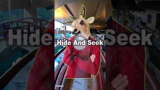 Hide-and-seek🦌