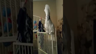 Cockatoo dancing to Welcome to the Jungle by Guns N' Roses