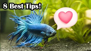 How To Create A Bond With Your Betta Fish