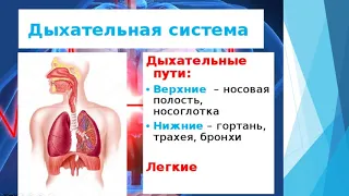 Дыхательная и кровеносная системы