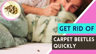 How To Get Rid Of Carpet Beetles Naturally And Quickly