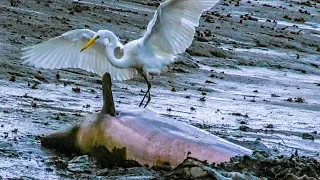 Dolphins and Birds Team Up to Go Fishing | BBC Earth