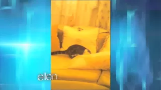 Taylor Swift's Cat Fail