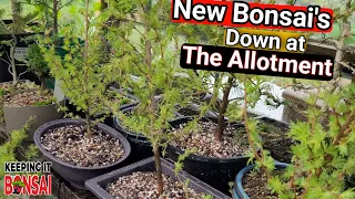 New Japanese Larch Bonsai and Bonsai Allotment update