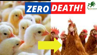 My Secrets Of Raising Baby Chicks EXPOSED!: Brooding Baby Chick with Zero Death