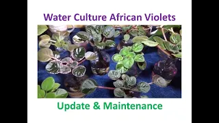 Water Culture African Violets - Update & Maintenance