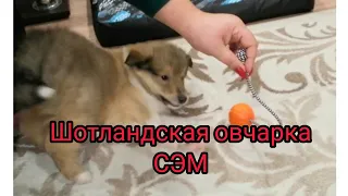 ЧТО НУЖНО ДЛЯ ЩЕНКА ПОРОДЫ ШОТЛАНДСКАЯ ОВЧАРКА??? ЧТО НАМ СКАЗАЛ КИНОЛОГ?