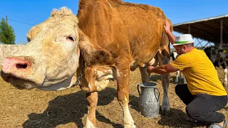 I came to the Farm for Fresh Milk! Delicious Pilaf with Milk and Fish