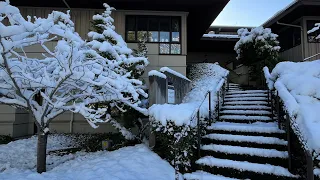 Fresh Snow of February  2024 Everett, WA