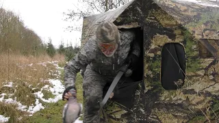 Small game bowhunting - Pigeon from a blind with a recurve - Tales From the Willows