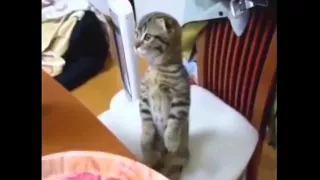 Ээй привет ! Приколы! смешные коты смешные животные! / fun! funny animals! funny cats