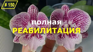 # 150 Как я спасти домашнюю орхидею от смертельной болезни | Эффективный Метронидозол