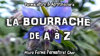 LA BOURRACHE de A à Z AU JARDIN POTAGER BIO EN PERMACULTURE VERTUS SANTÉ CULTURE DOCUMENTAIRE NATURE