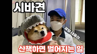 (귀여움주의) 시바견 산책🐶 제발 집에 가자 태풍아🥲