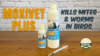 MoxiVet Plus - The Best Treatment for Mites and Worms in Cage Birds, Pigeons, and Chickens!