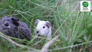 Guinea pigs living wild in the garden.