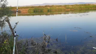 Gümüş Balığı İle Sazan Avı. Şamandıra İle Yayın Avı.