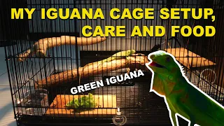 Iguana Cage Setup, Care, Food and Diet -  Ep. 1 (My First Green Iguana)