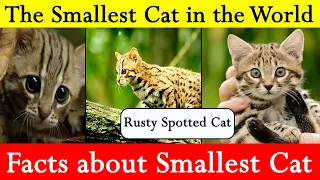 Smallest Cat in the World | World's Smallest Cat | Rusty Spotted Cat | KnownFacts