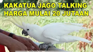 KAKATUA JAGO BICARA HARGA MULAI 20 JUTA