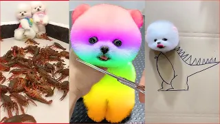 Tik Tok Chó Phốc Sóc Mini 😍 Funny and Cute Pomeranian #315