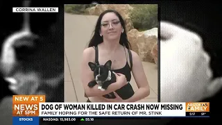 Dog of Arizona woman killed in car crash now missing