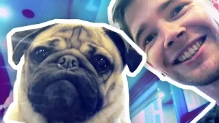 MEETING THE WORLD'S MOST FAMOUS PUG!!!