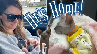 MEET OUR BABY SPHYNX | INTRODUCING KITTEN TO KIDS #kitten #roadtrip #newbaby #momvlog #sphynx #vlog