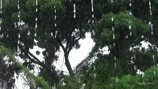 Natural Sound of Wind Blowing in the Trees When it Rains