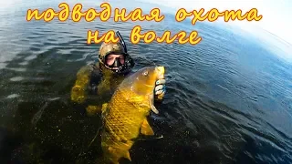 Подводная охота на Волге лето 2019. Сазан, сом, судак....