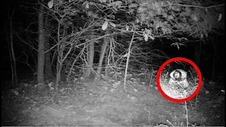 5 Mysterious Creature Sightings & Encounters From Around The World