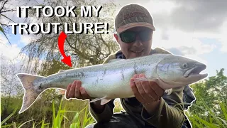 Catching a SALMON on a Ultra Light Trout Setup